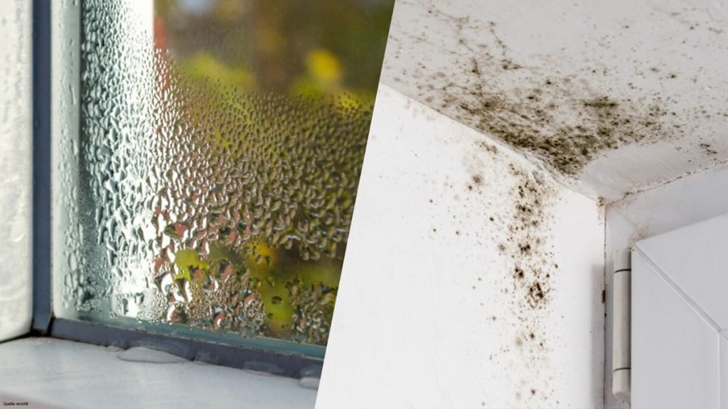 Schimmel in Innenwänden